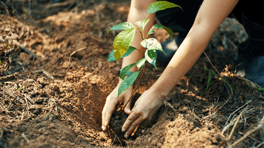 Hand planting a tree