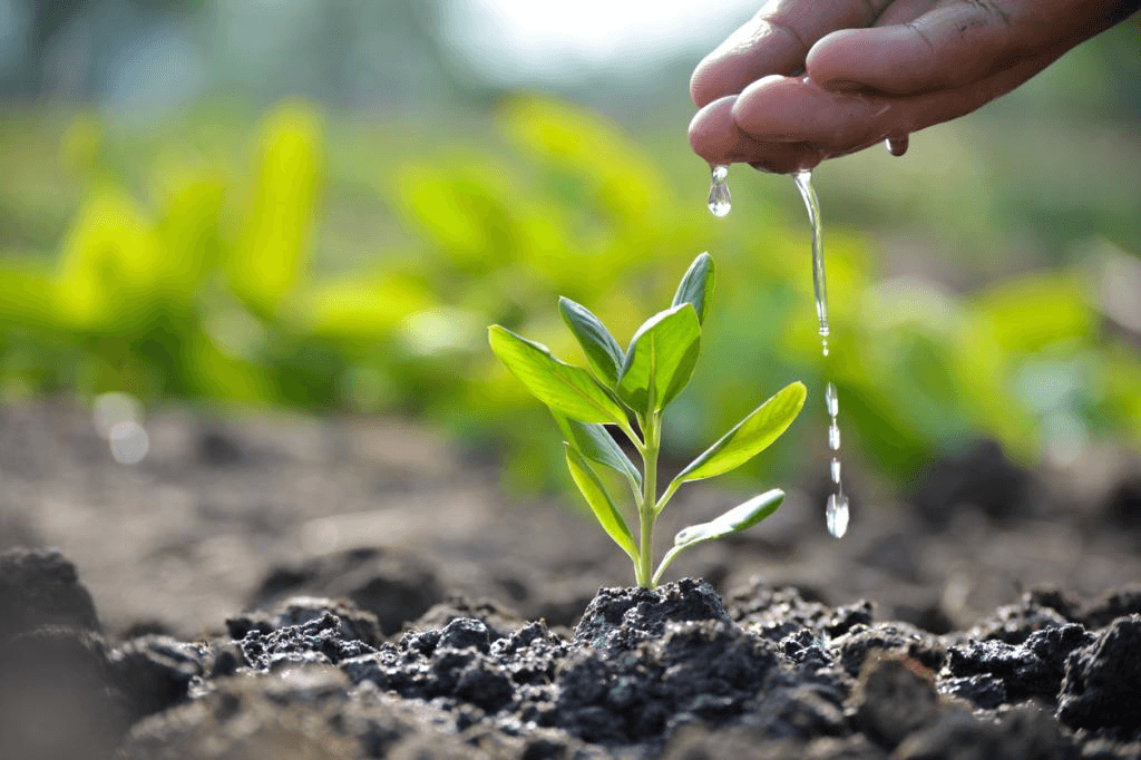 Hand planting a tree